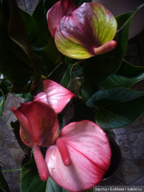 Мое "цветочное" хобби" антуриумы