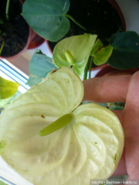 Мое "цветочное" хобби" антуриумы