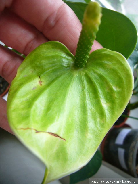 Мое "цветочное" хобби" антуриумы