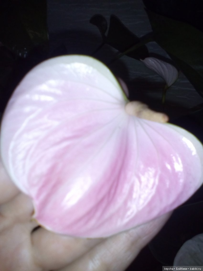 Мое "цветочное" хобби" антуриумы (фото 4)