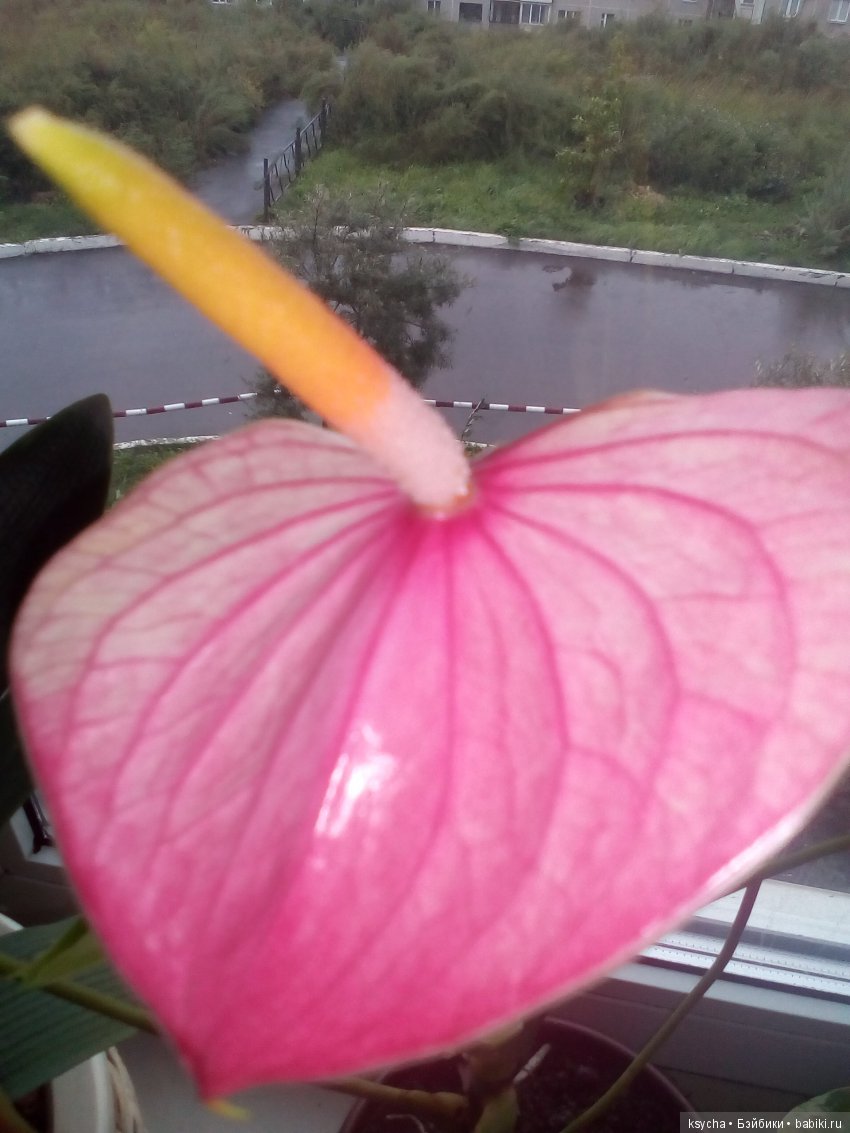 Мое "цветочное" хобби" антуриумы (фото 7)