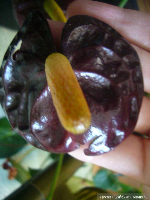 Мое "цветочное" хобби" антуриумы