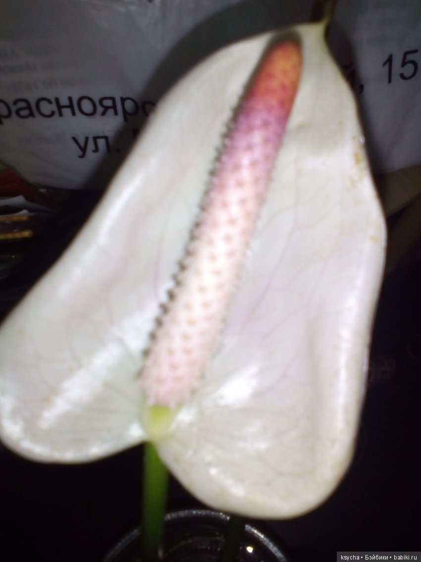 Мое "цветочное" хобби" антуриумы (фото 8)