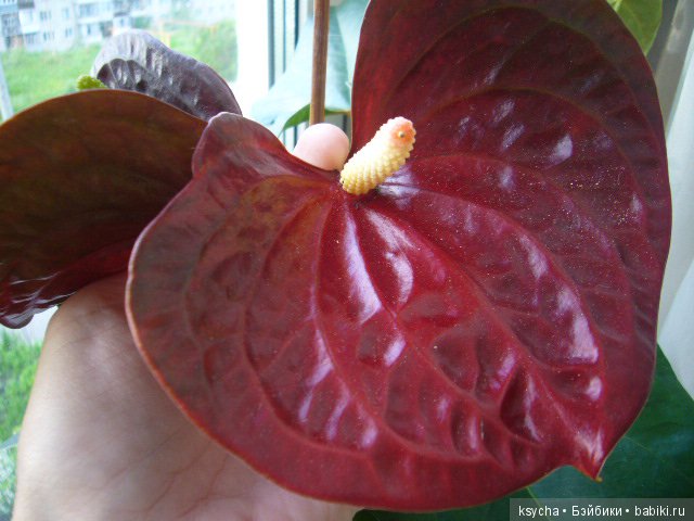 Мое "цветочное" хобби" антуриумы