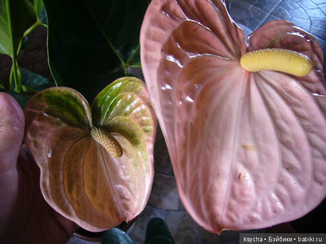 Мое "цветочное" хобби" антуриумы