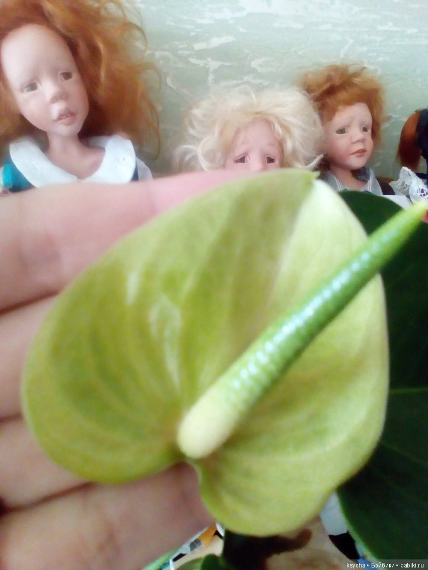 Мое "цветочное" хобби" антуриумы