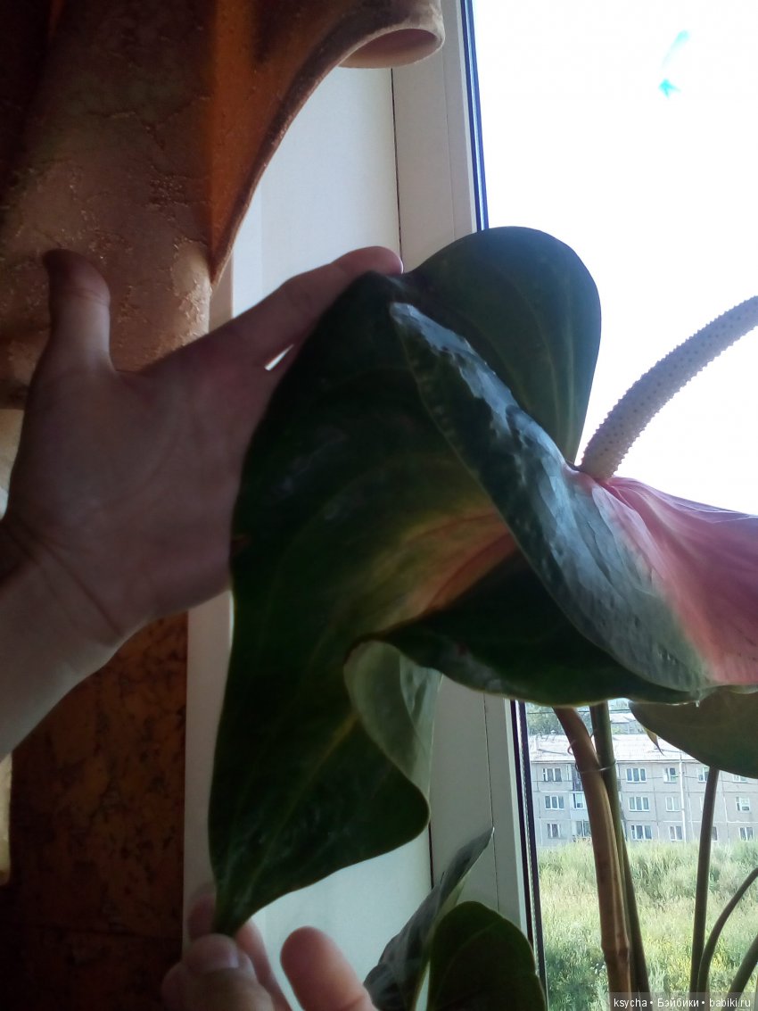 Мое "цветочное" хобби" антуриумы (фото 3)