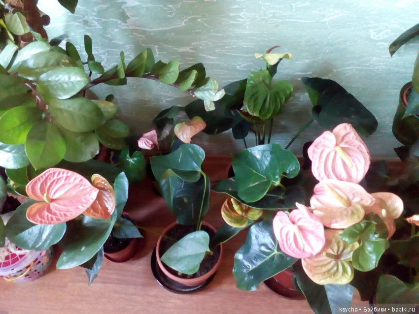 Мое "цветочное" хобби" антуриумы