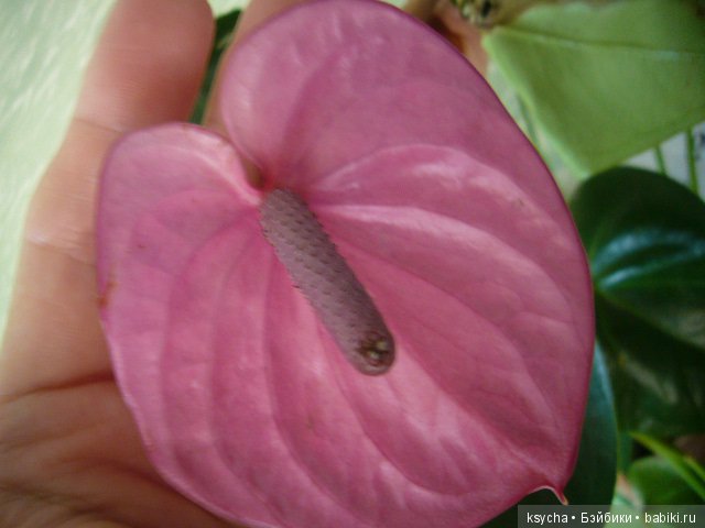 Мое "цветочное" хобби" антуриумы