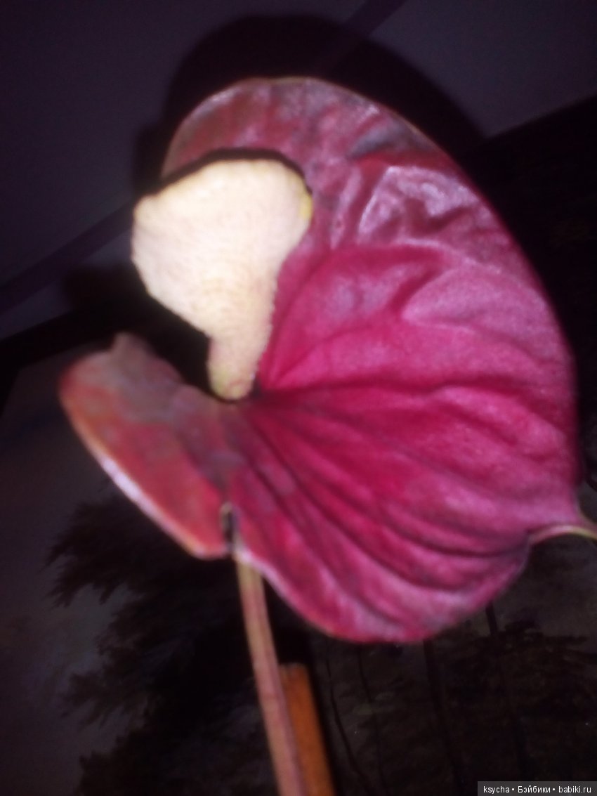 Мое "цветочное" хобби" антуриумы