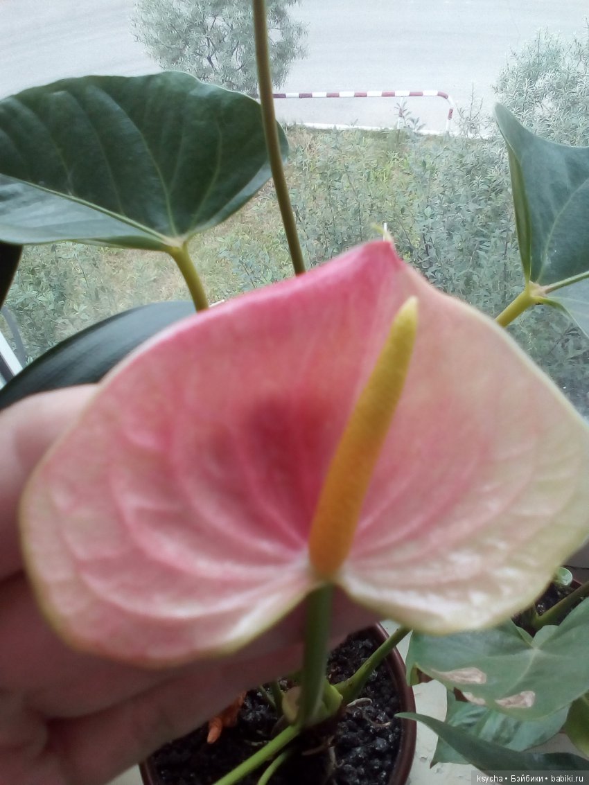Мое "цветочное" хобби" антуриумы (фото 6)