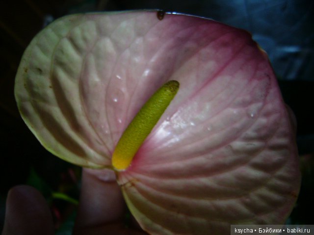 Мое "цветочное" хобби" антуриумы