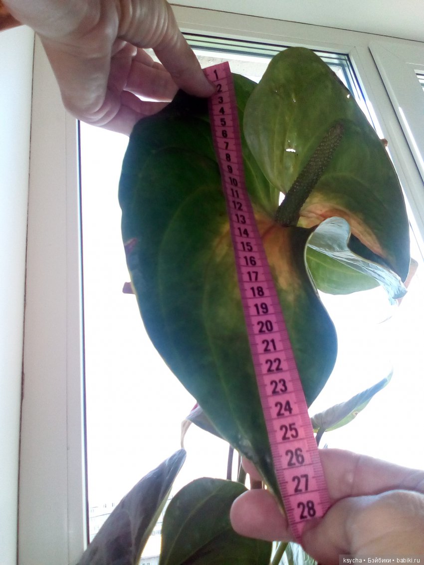 Мое "цветочное" хобби" антуриумы (фото 2)