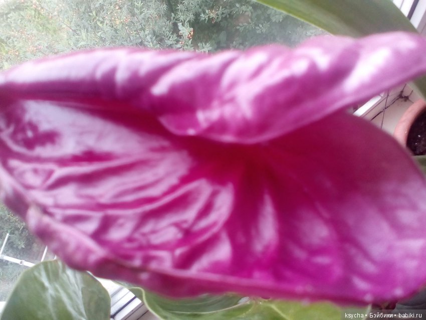 Мое "цветочное" хобби" антуриумы (фото 5)