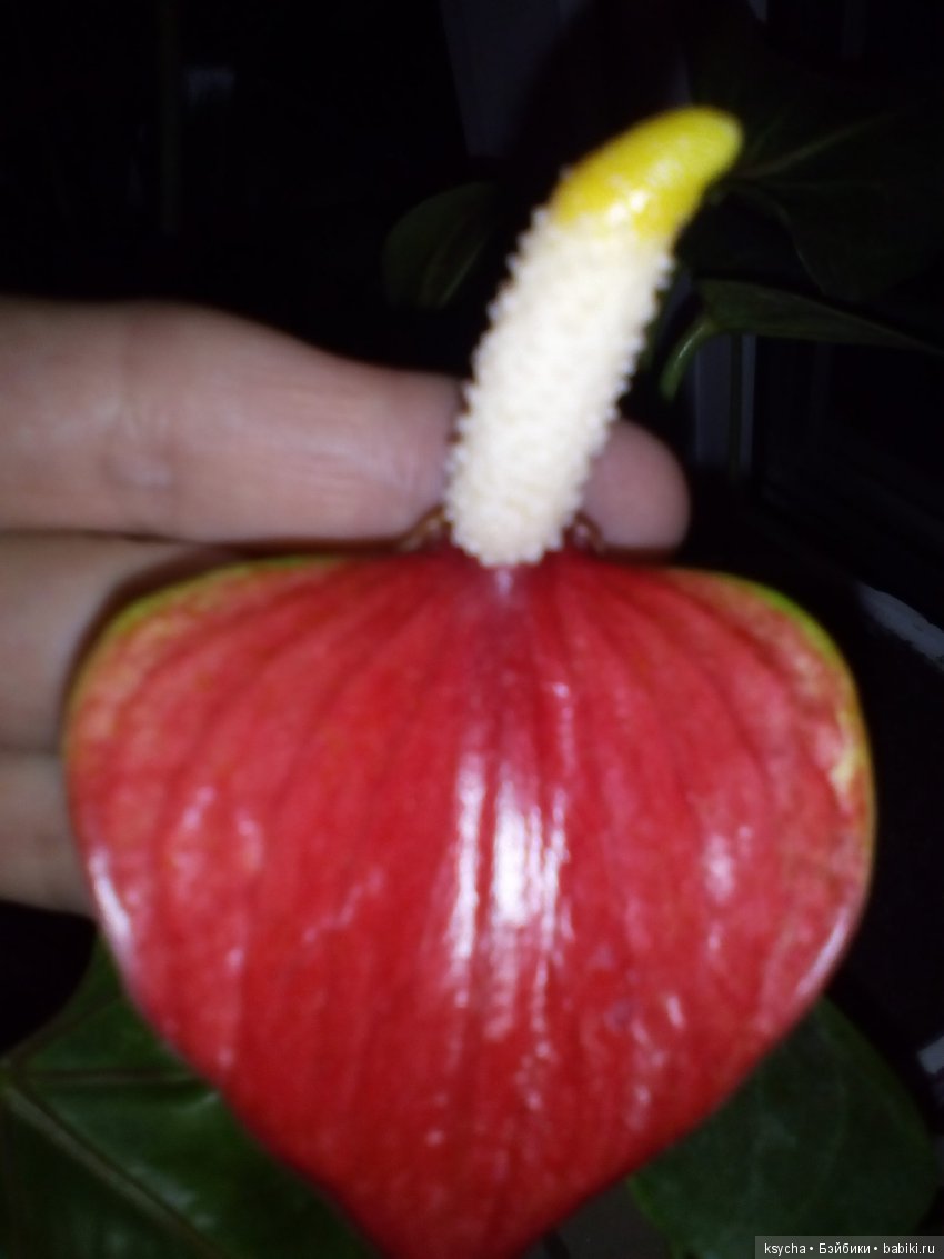 Мое "цветочное" хобби" антуриумы (фото 9)