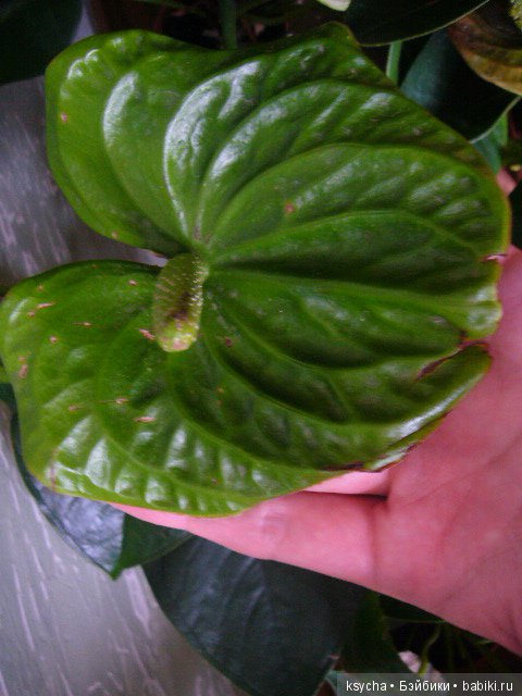 Мое "цветочное" хобби" антуриумы