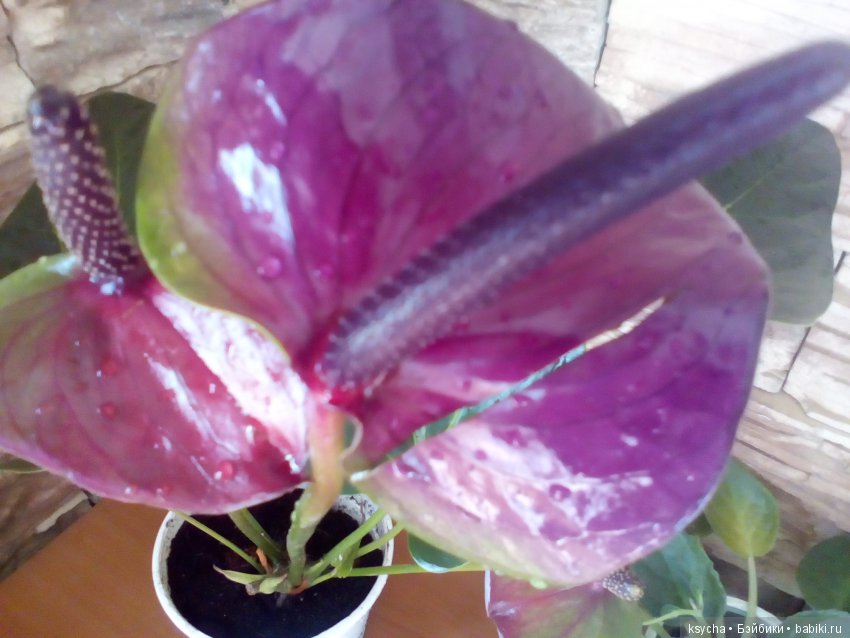 Мое "цветочное" хобби" антуриумы