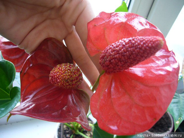 Мое "цветочное" хобби" антуриумы