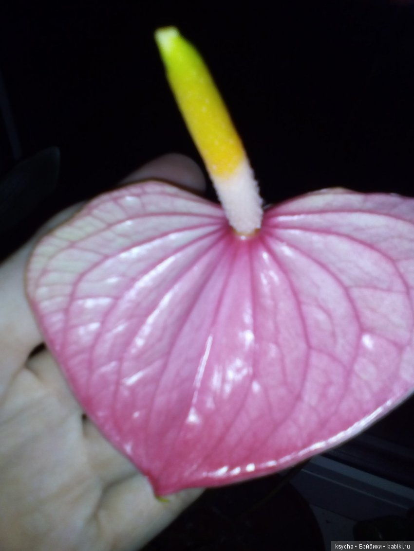 Мое "цветочное" хобби" антуриумы (фото 10)