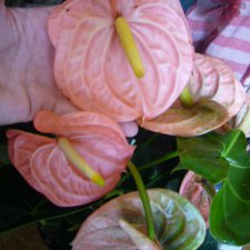 Мое  "цветочное" хобби" антуриумы