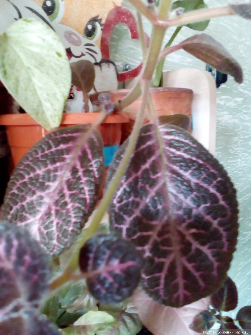 Мои красотки эписции — Болталка и разговоры обо всем: жизнь (фото 6)