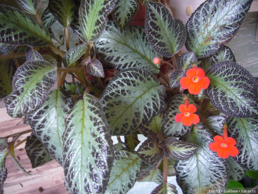 Мои красотки эписции — Болталка и разговоры обо всем: жизнь