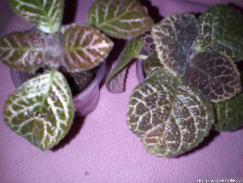 Мои красотки эписции — Болталка и разговоры обо всем: жизнь