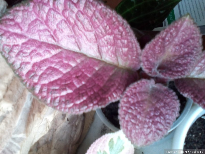 Мои красотки эписции — Болталка и разговоры обо всем: жизнь (фото 2)