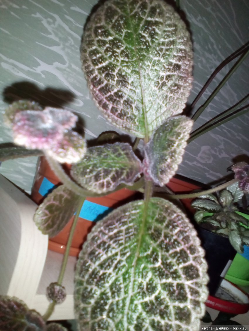 Мои красотки эписции — Болталка и разговоры обо всем: жизнь