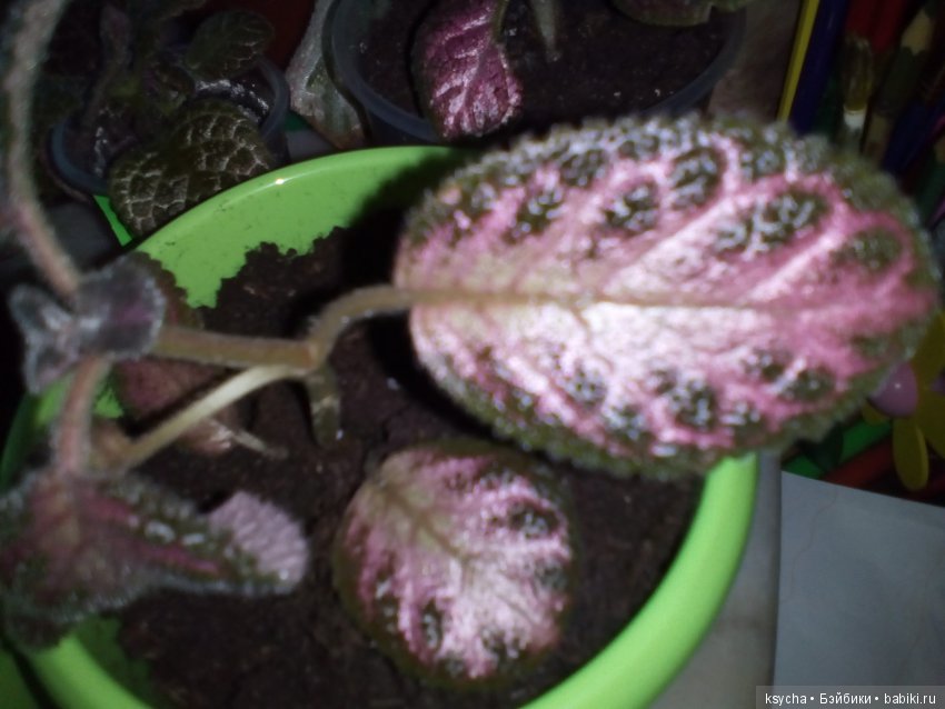 Мои красотки эписции — Болталка и разговоры обо всем: жизнь