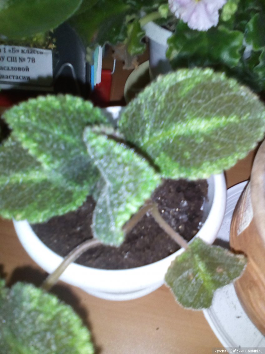 Мои красотки эписции — Болталка и разговоры обо всем: жизнь