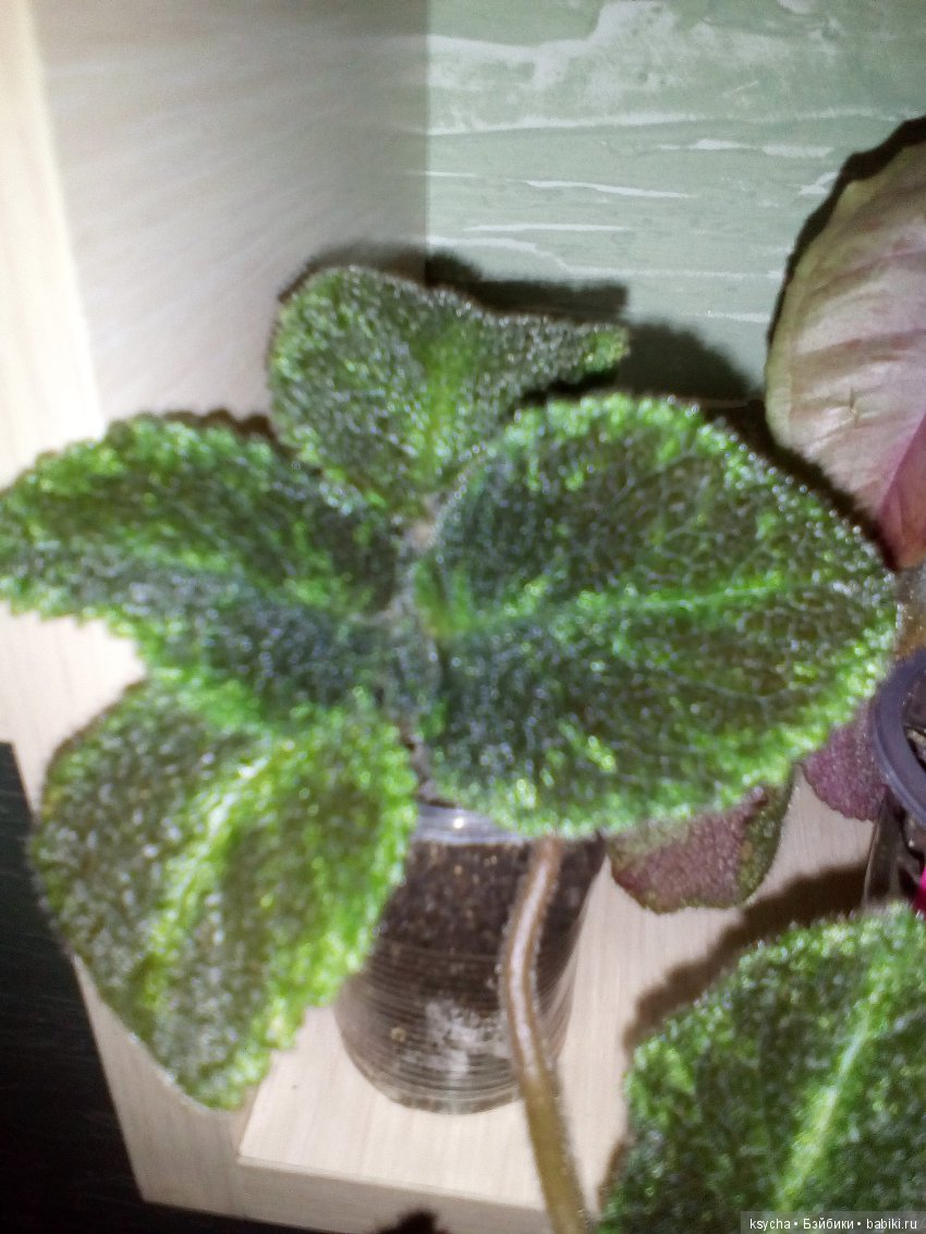 Мои красотки эписции — Болталка и разговоры обо всем: жизнь