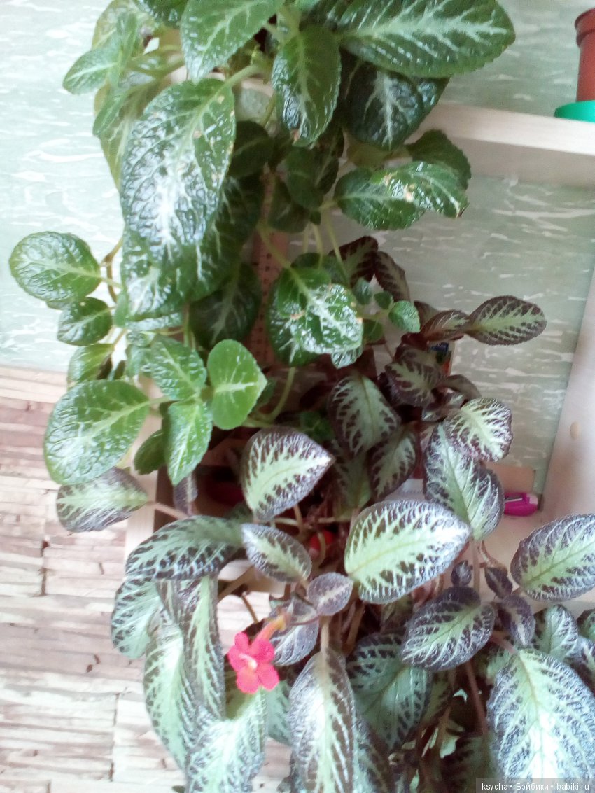 Мои красотки эписции — Болталка и разговоры обо всем: жизнь