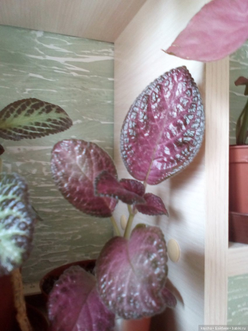 Мои красотки эписции — Болталка и разговоры обо всем: жизнь