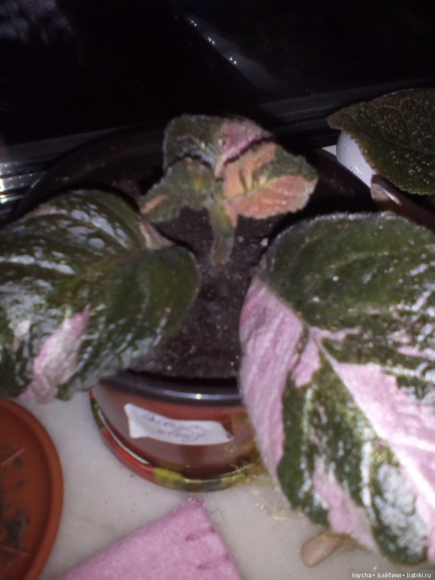 Мои красотки эписции — Болталка и разговоры обо всем: жизнь (фото 3)