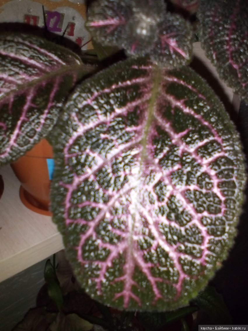 Мои красотки эписции — Болталка и разговоры обо всем: жизнь