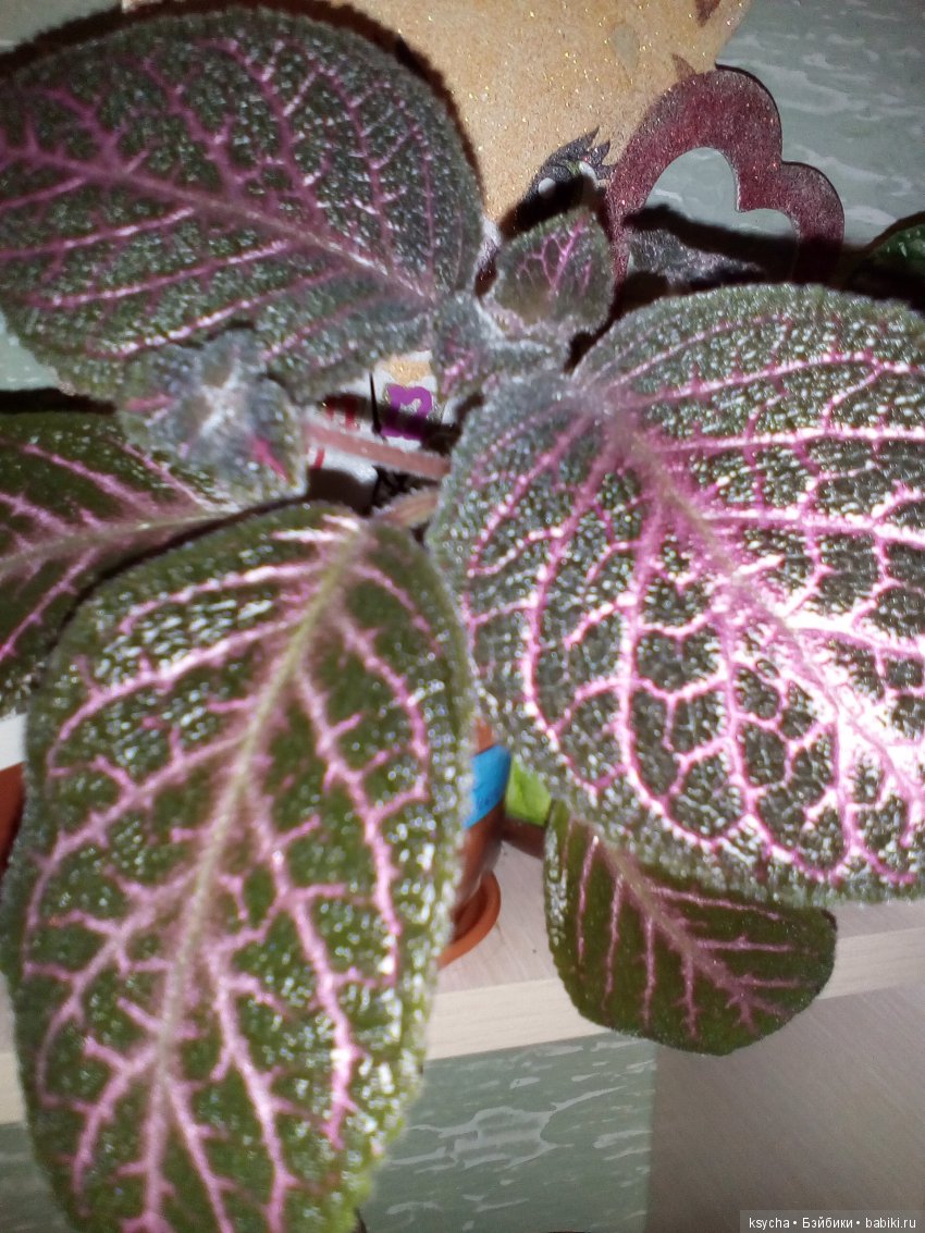 Мои красотки эписции — Болталка и разговоры обо всем: жизнь (фото 10)