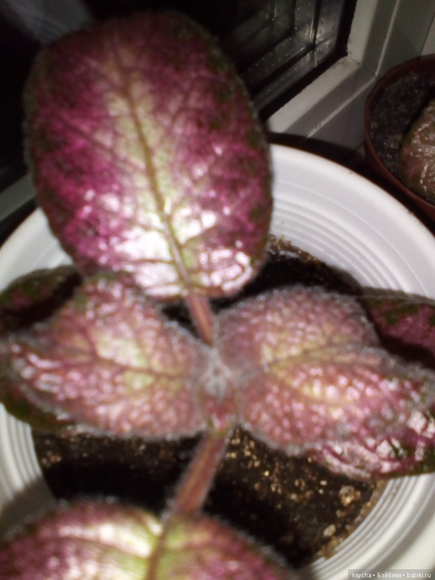 Мои красотки эписции — Болталка и разговоры обо всем: жизнь