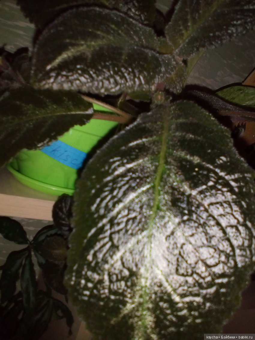 Мои красотки эписции — Болталка и разговоры обо всем: жизнь