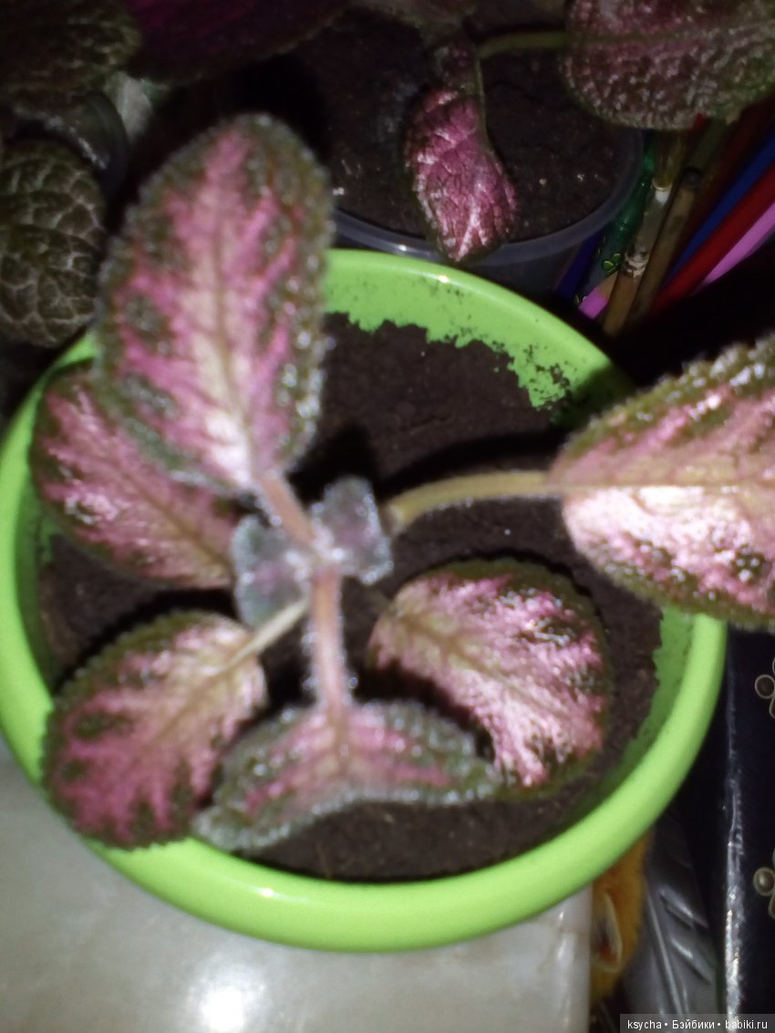 Мои красотки эписции — Болталка и разговоры обо всем: жизнь