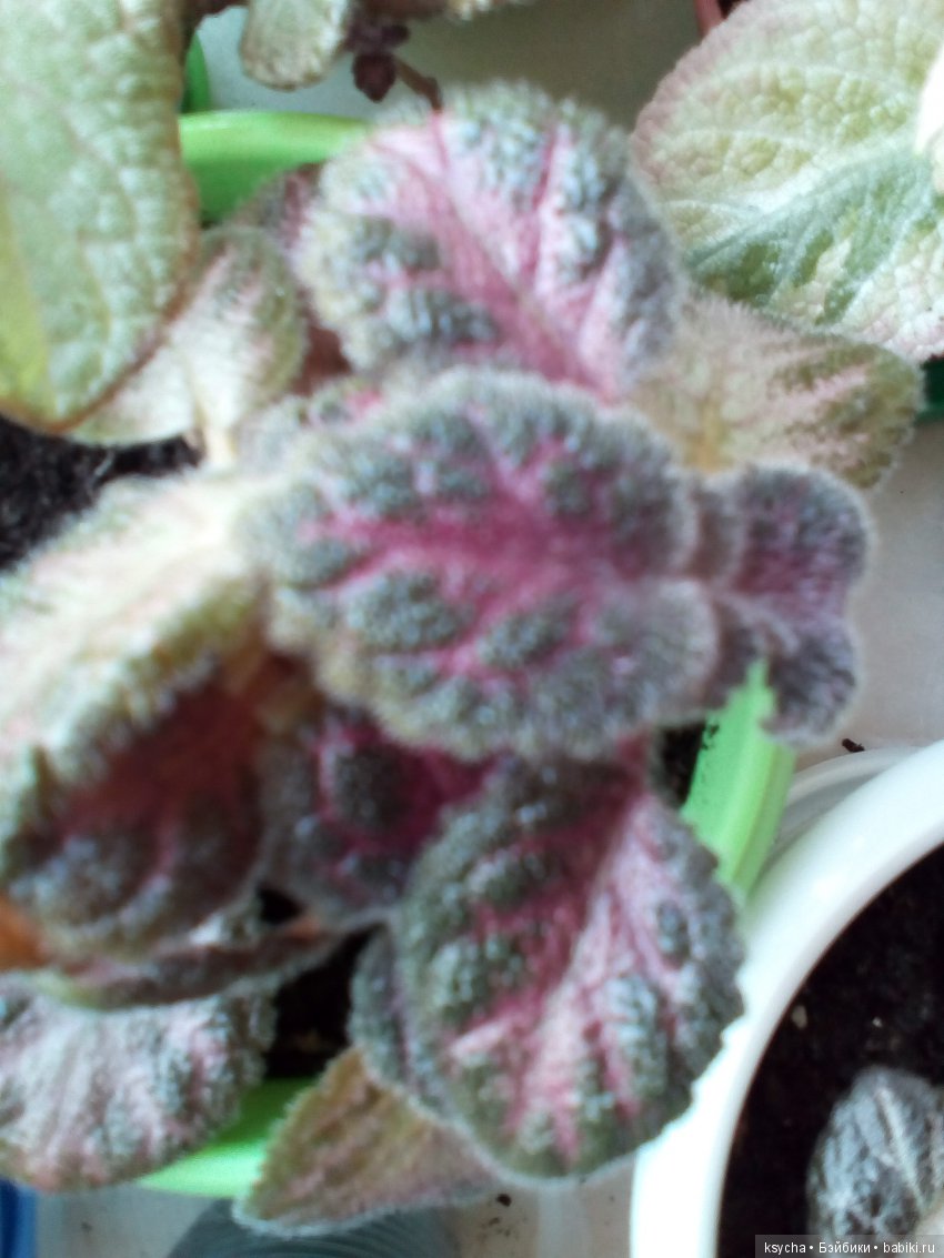 Мои красотки эписции — Болталка и разговоры обо всем: жизнь (фото 4)