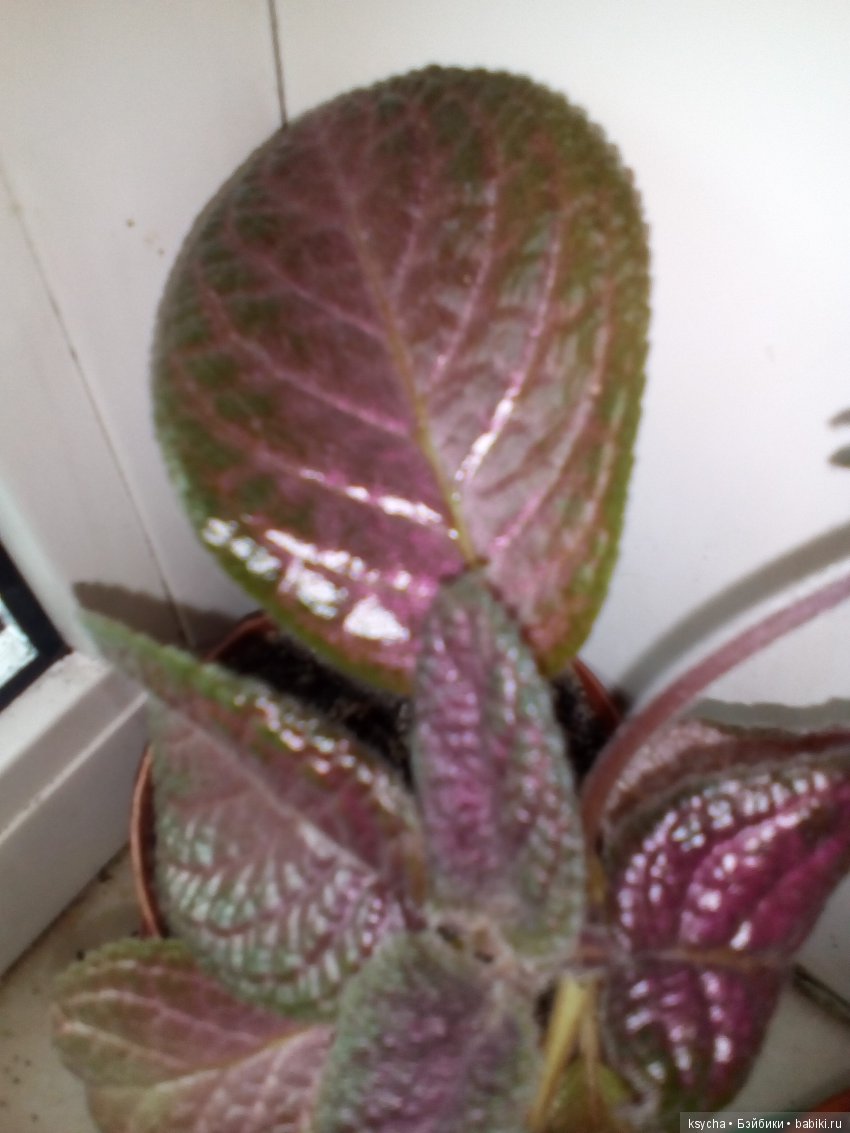 Мои красотки эписции — Болталка и разговоры обо всем: жизнь