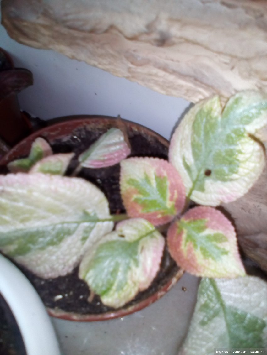 Мои красотки эписции — Болталка и разговоры обо всем: жизнь