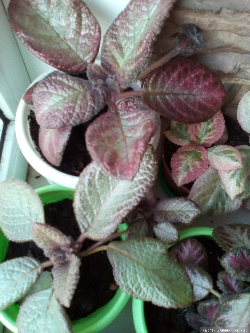 Мои красотки эписции — Болталка и разговоры обо всем: жизнь (фото 8)