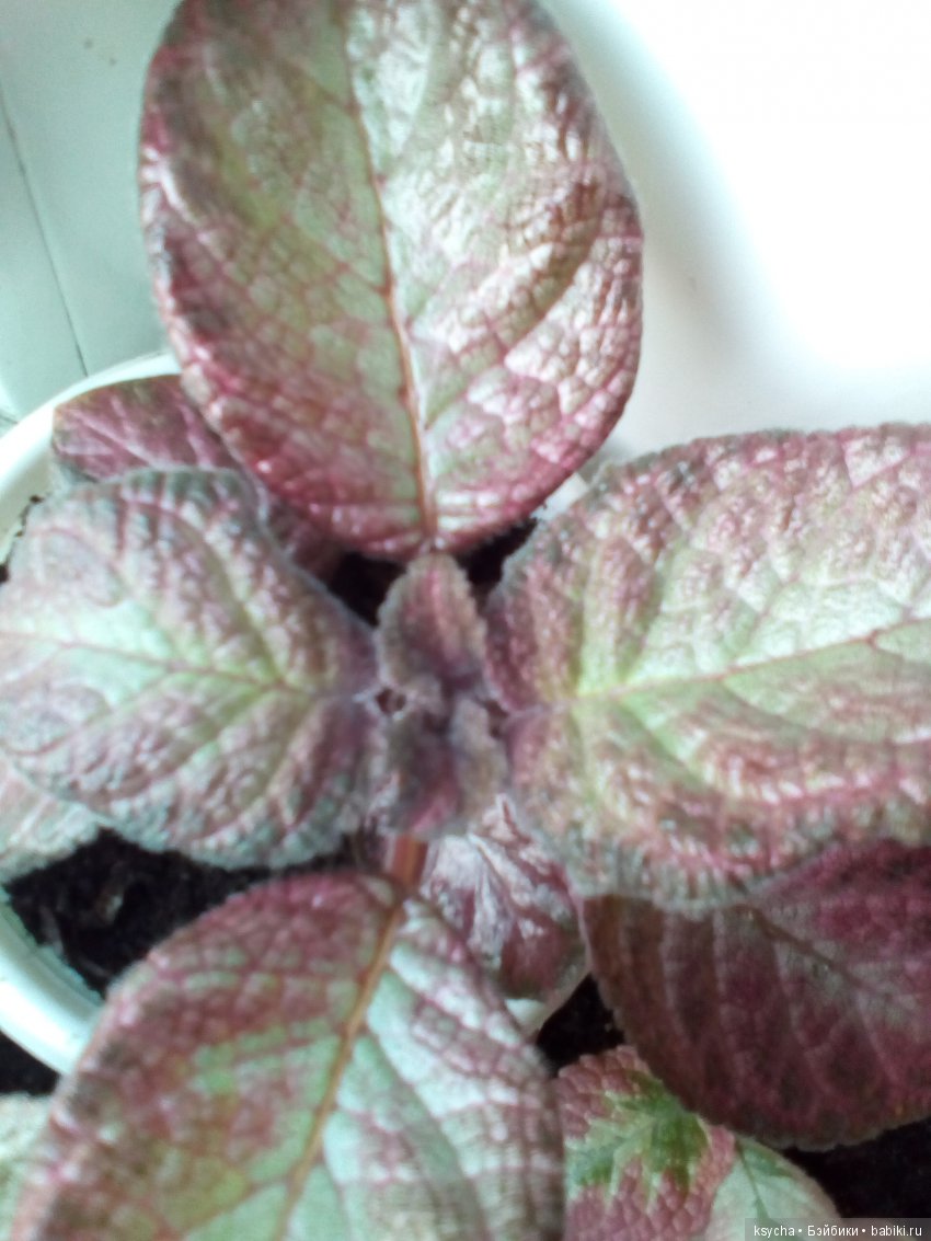 Мои красотки эписции — Болталка и разговоры обо всем: жизнь