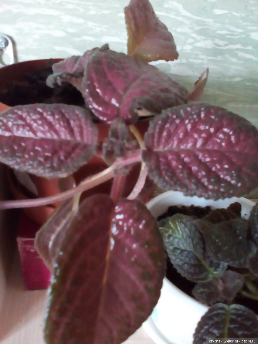 Мои красотки эписции — Болталка и разговоры обо всем: жизнь (фото 5)