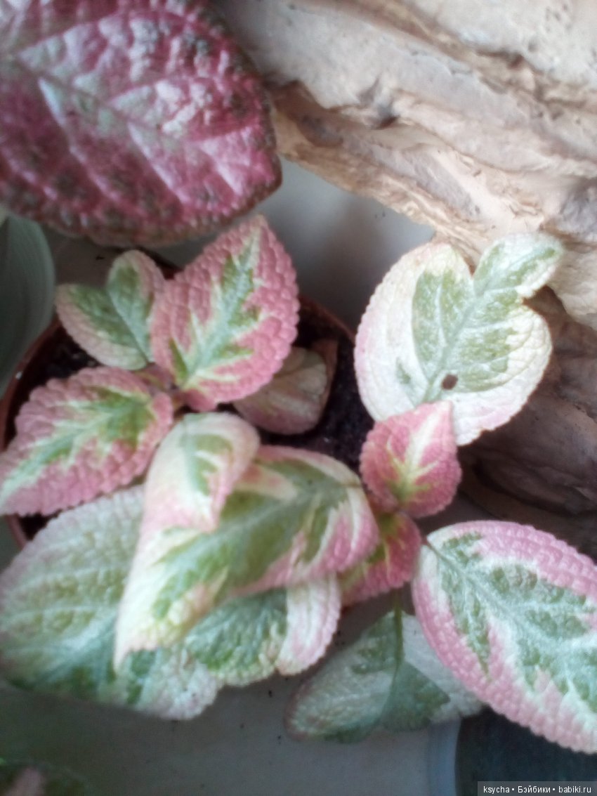 Мои красотки эписции — Болталка и разговоры обо всем: жизнь (фото 7)