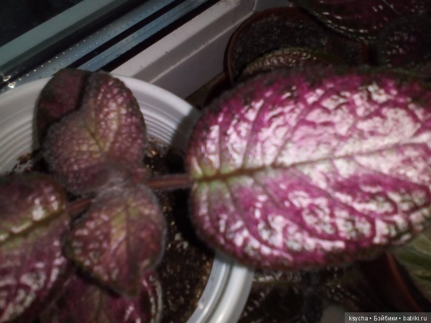 Мои красотки эписции — Болталка и разговоры обо всем: жизнь