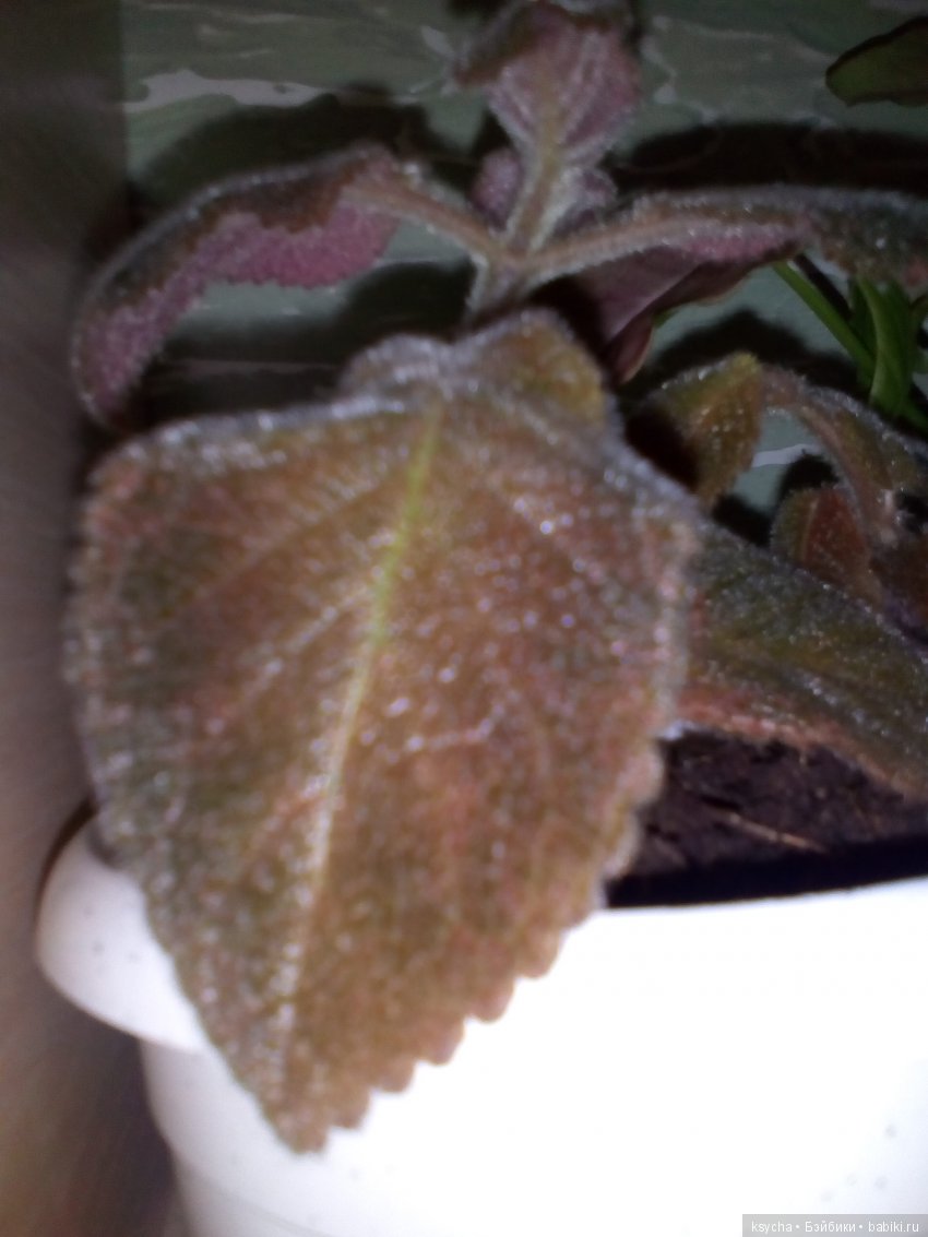 Мои красотки эписции — Болталка и разговоры обо всем: жизнь