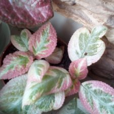 Мои красотки эписции